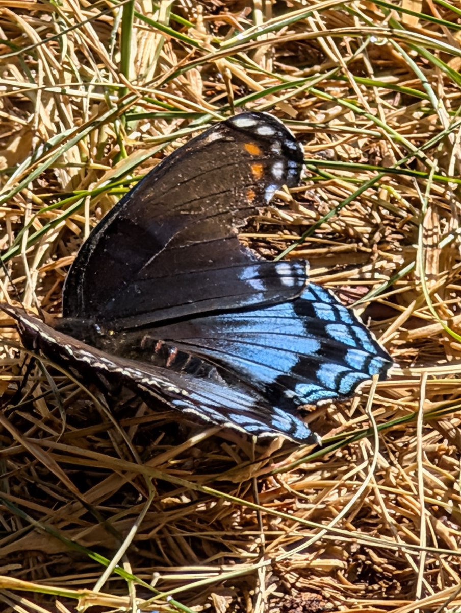 Just a butterfly in the yard.