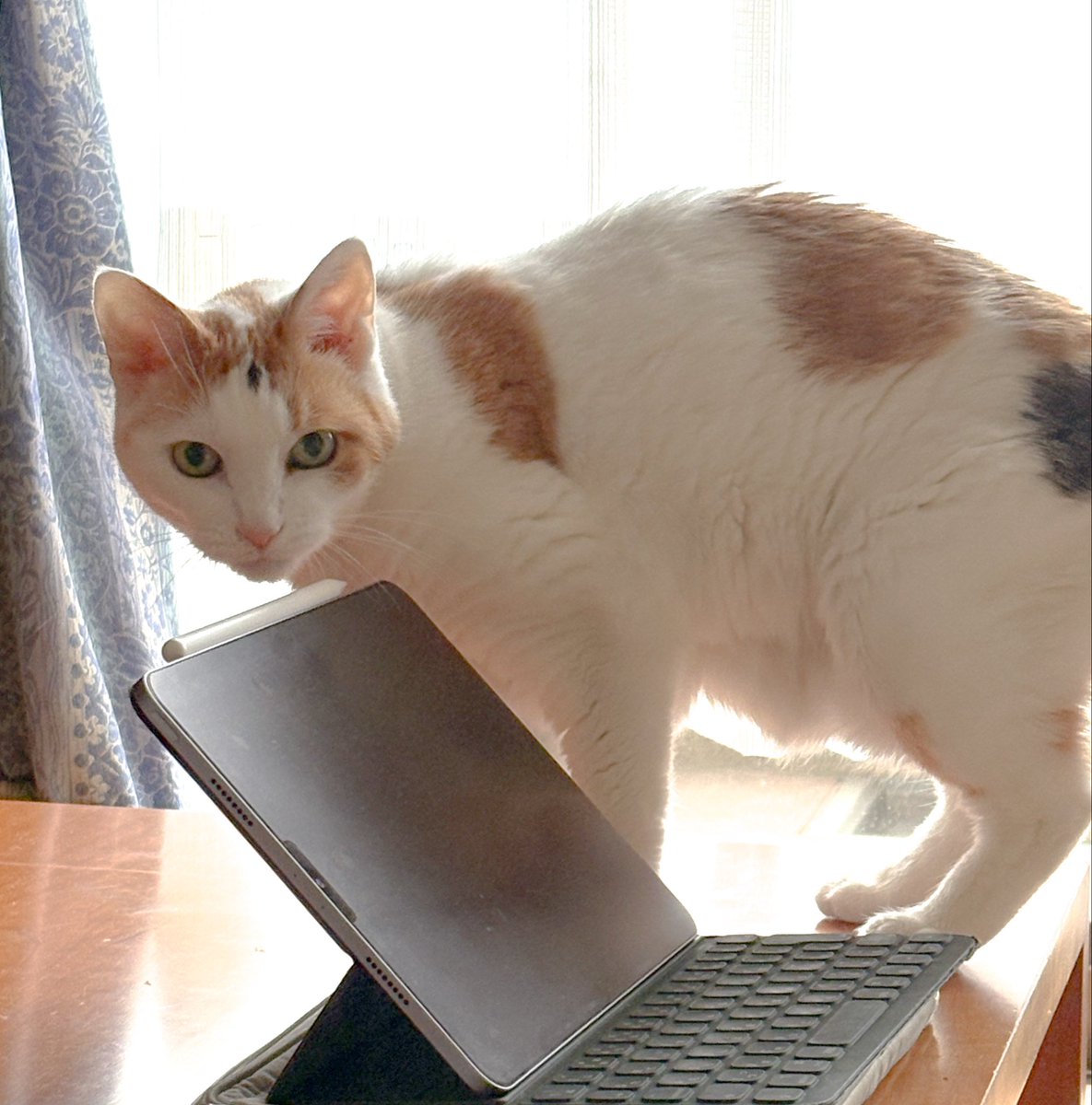 私のTLが猫だらけになりますように…