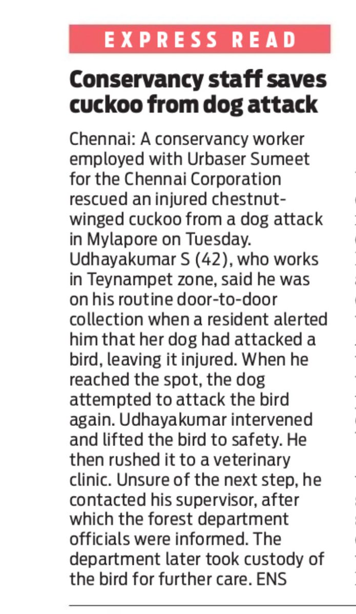 JDheepthi's tweet image. Chennai Corporation’s conservancy worker saves an injured chestnut-winged cuckoo from a dog attack in Mylapore. Heartwarming!
