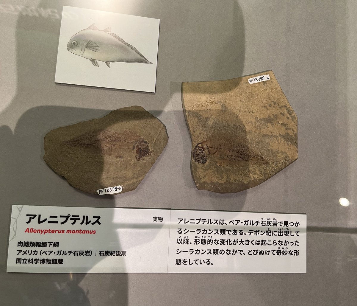 大絶滅展、レプリカ多めって意見を割と見かけたけど逆に個人的に実物