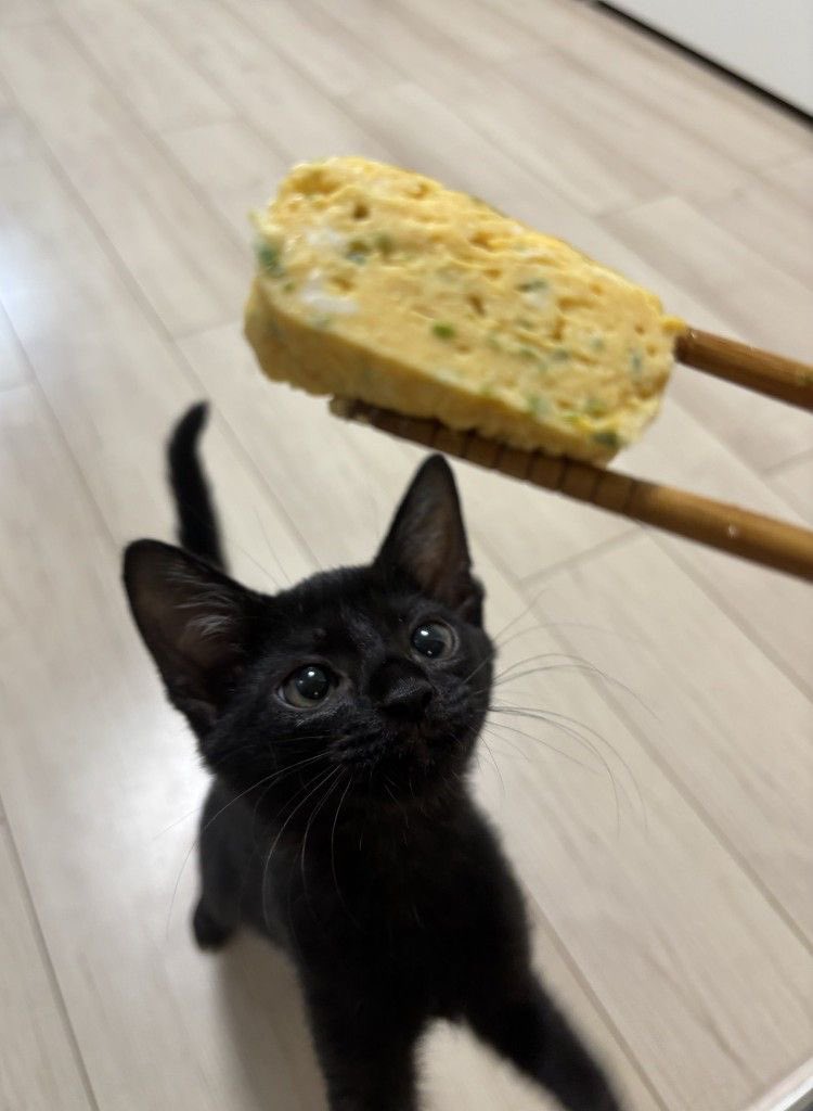 Black cats are not bad luck (@visualscat) on Twitter photo 