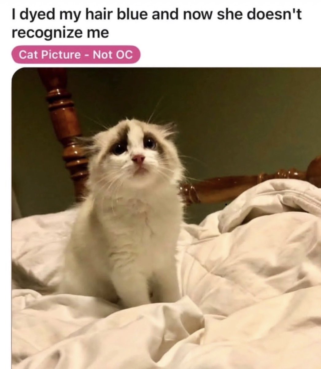 catshealdeprsn's tweet image. 