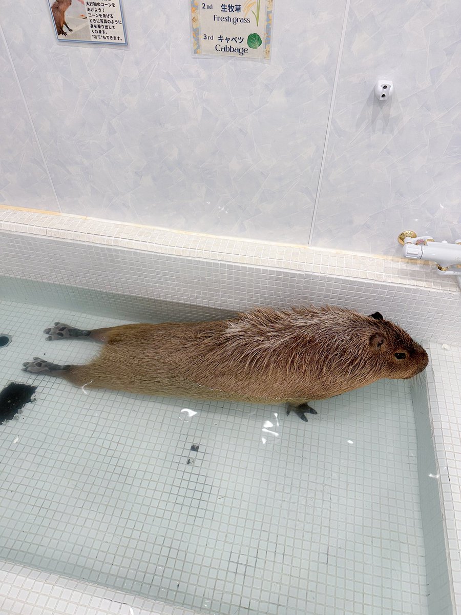 ちまちゃん (@nn930310) / Posts / X