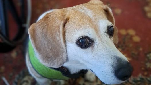 SptsGuy1's tweet image. #beagles We DEBATED getting a beagle; DIXIE WON #pooch #pup #beagle
tg-dog-blog.blogspot.com/2017/02/beagle…