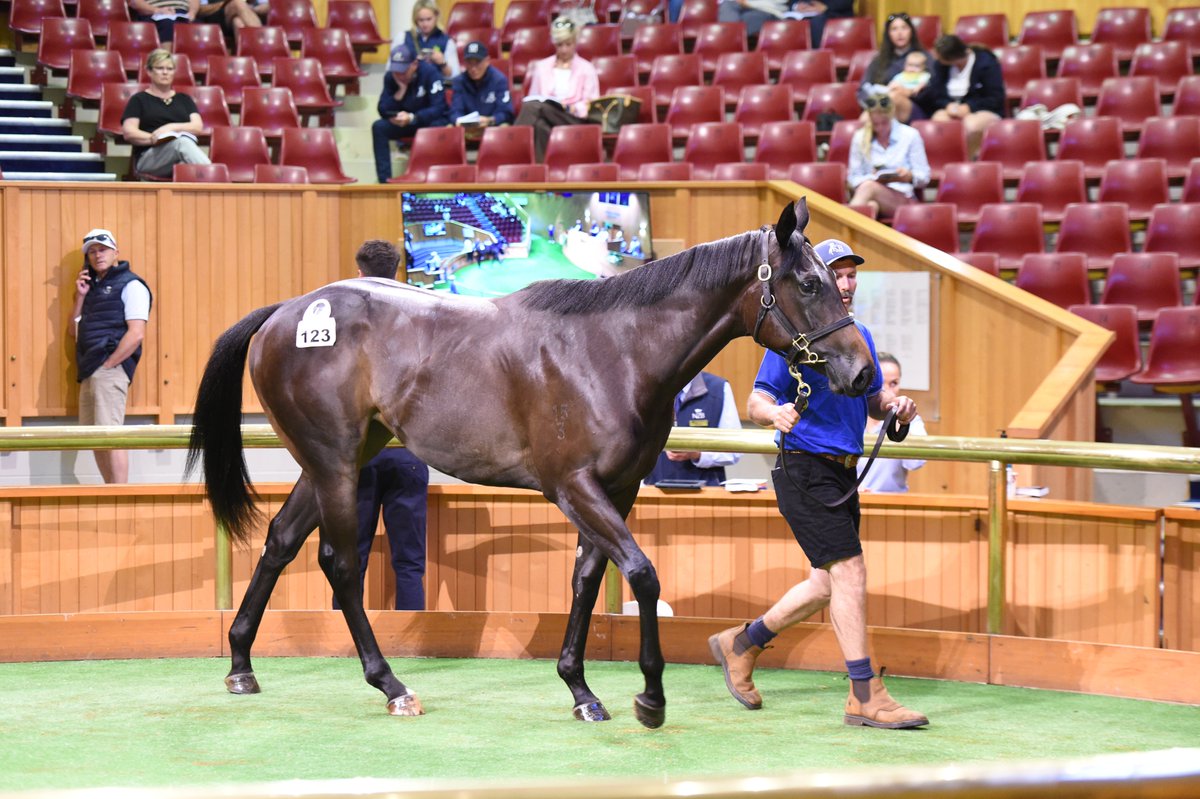 ✨Highlight Lot ✨

<a href="/shanemcgrath78/">Shane McGrath Bloodstock</a> &amp;  Clinton McDonald Racing purchase Lot 123, a filly by Proisir for $325,000 from <a href="/KBBloodstock/">KB Bloodstock</a>'s draft 🤝

#WhereWinningBegins✨