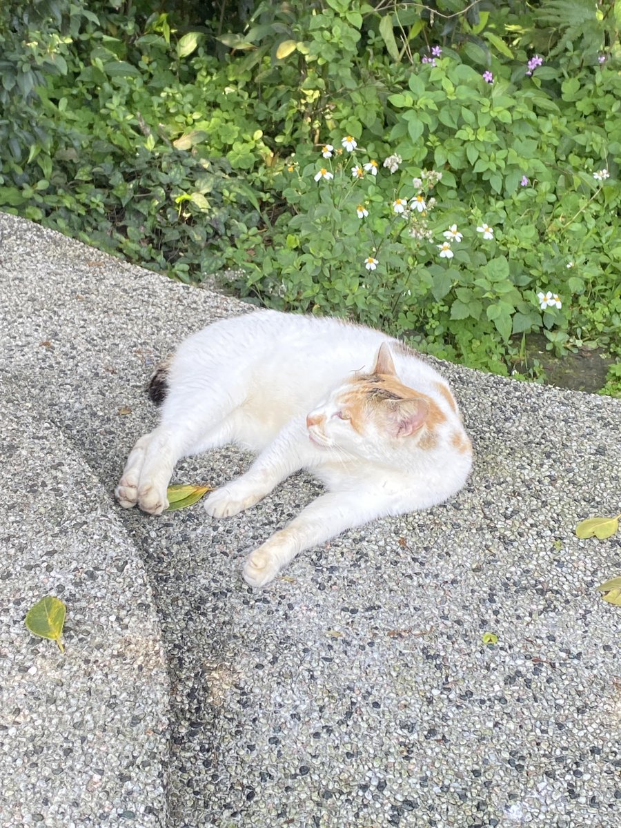 uhkiim's tweet photo. こんな穏やかな時間が、心をいちばん癒してくれる。😃#猫のい���暮らし https://t.co/qrOyGLaWIF