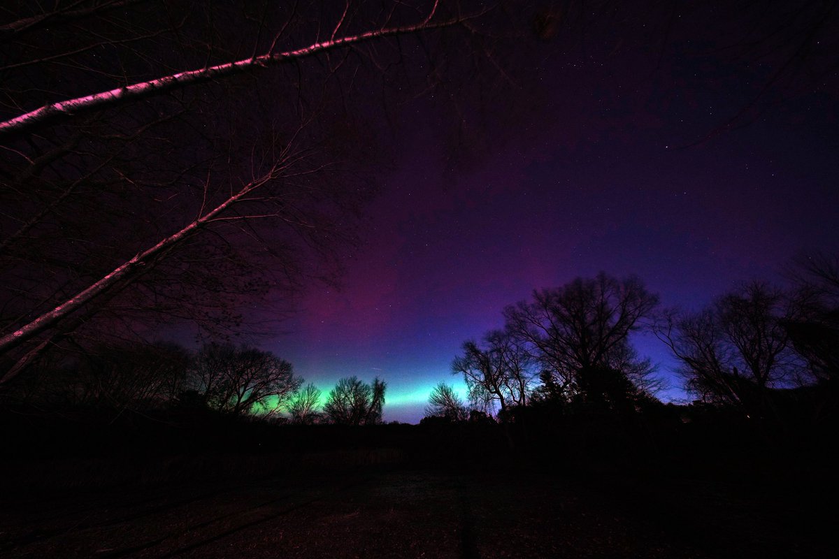 David Silverman tweet media