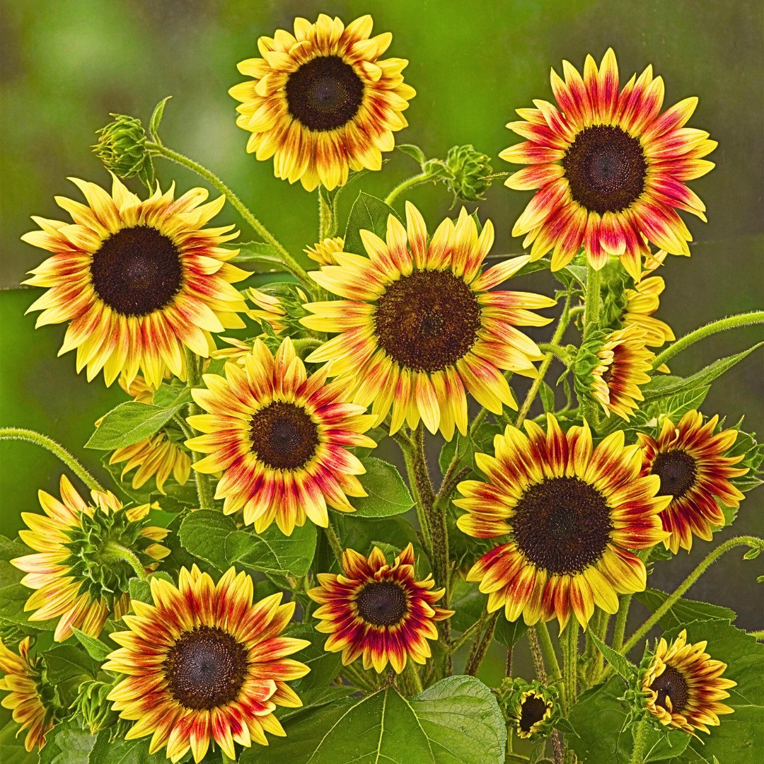 ひまわりページです•*¨*•.¸¸☆ ひまわり…