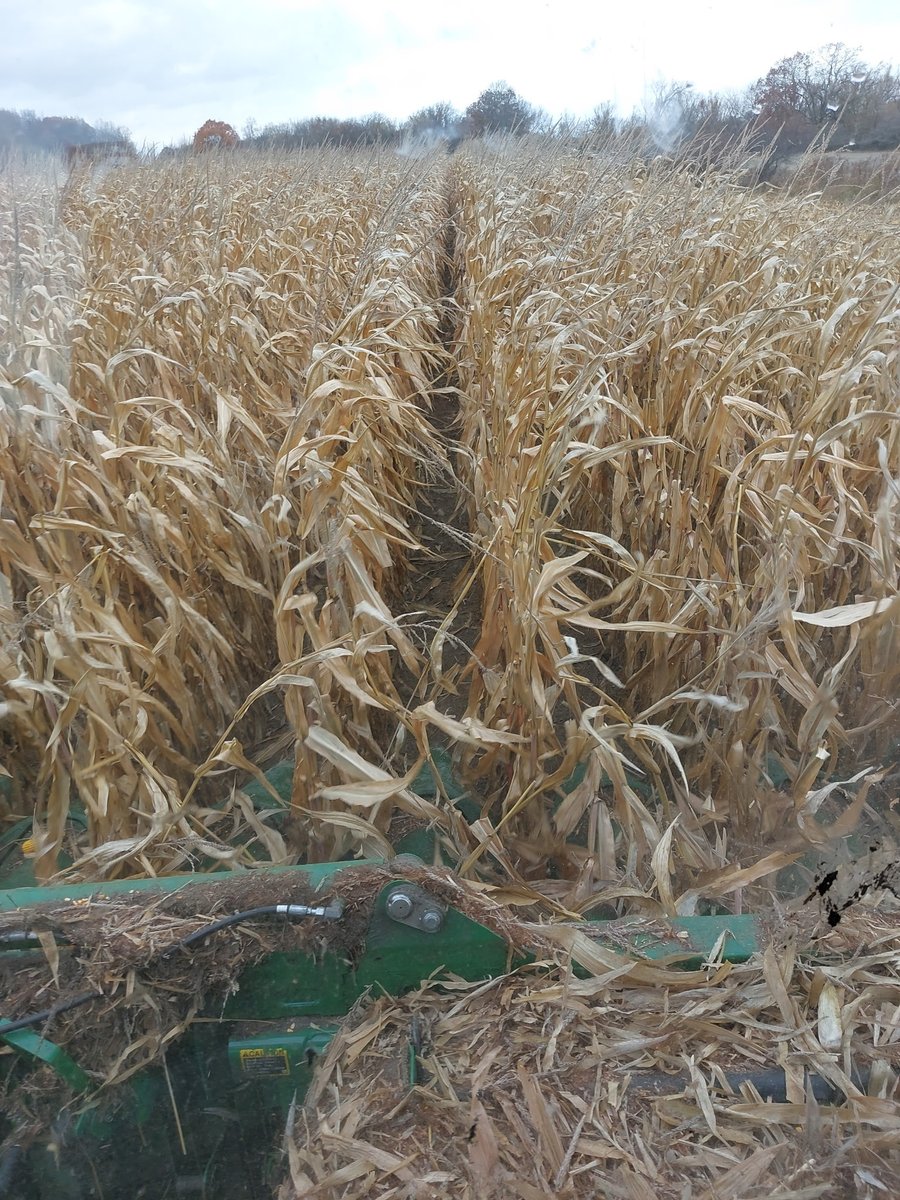 An interesting day it was! Personal best on the home farm and 20 bushel better than expected on the share crop farm. Was lucky to get it off with such a small pocket that didn’t get a fair amount of snow. Planning for ‘26 begins. Safe harvest everyone!