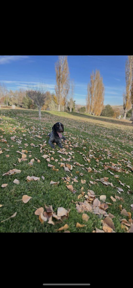 traviserose11's tweet image. My awesome crew helping me apply snowmold products at my friends 9 hole GC. Outstanding being 64 degrees Nov 11th in Idaho. It’s also a winery so it cost me plenty for my brides favorite Red they have 
#simplotturf
#idahome
#bestwifeever