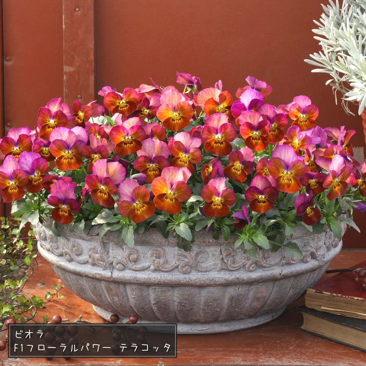 公式】タキイ種苗株式会社(タネのタキイ) on X