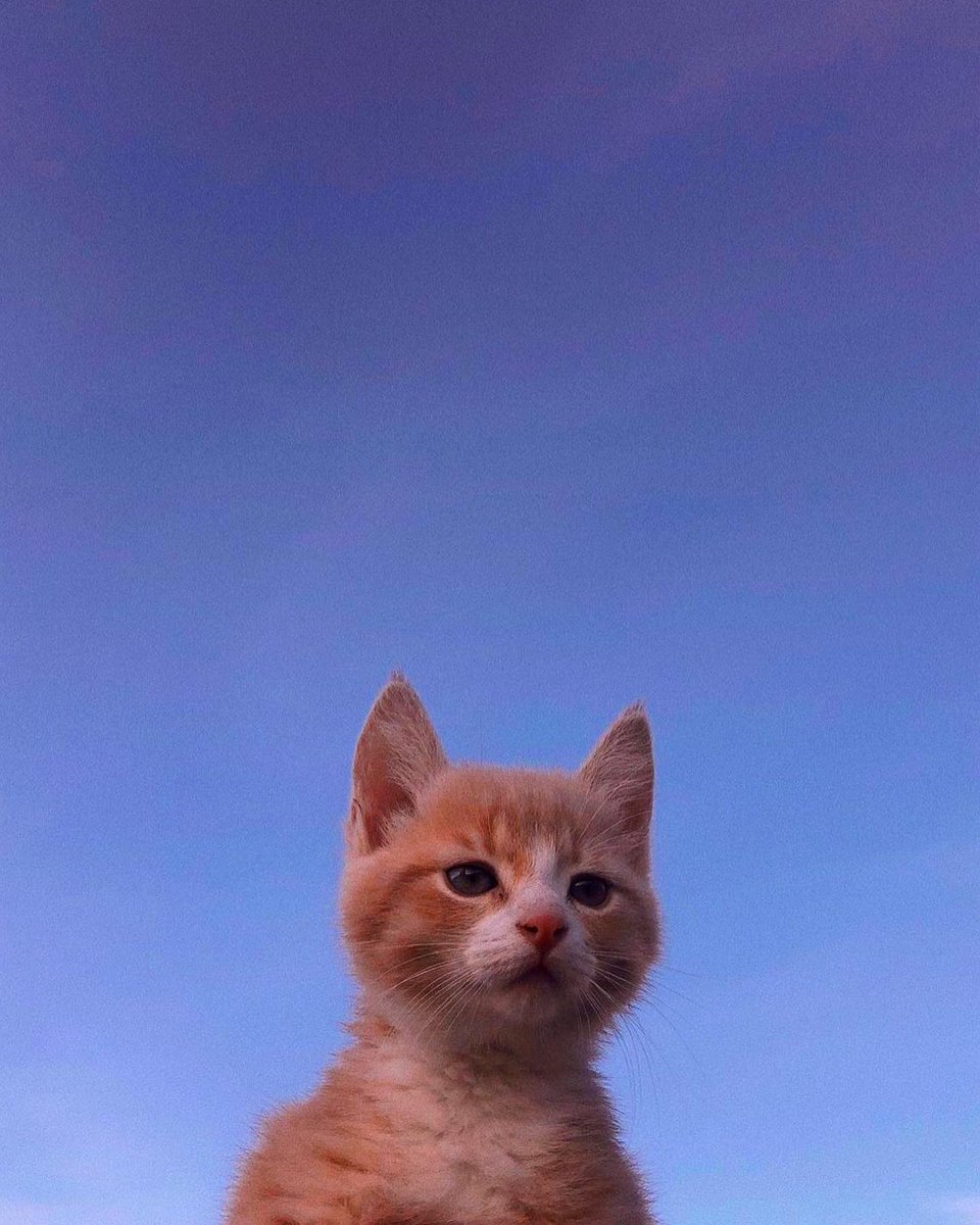 Punch Cat (@punchingcat) on Twitter photo 