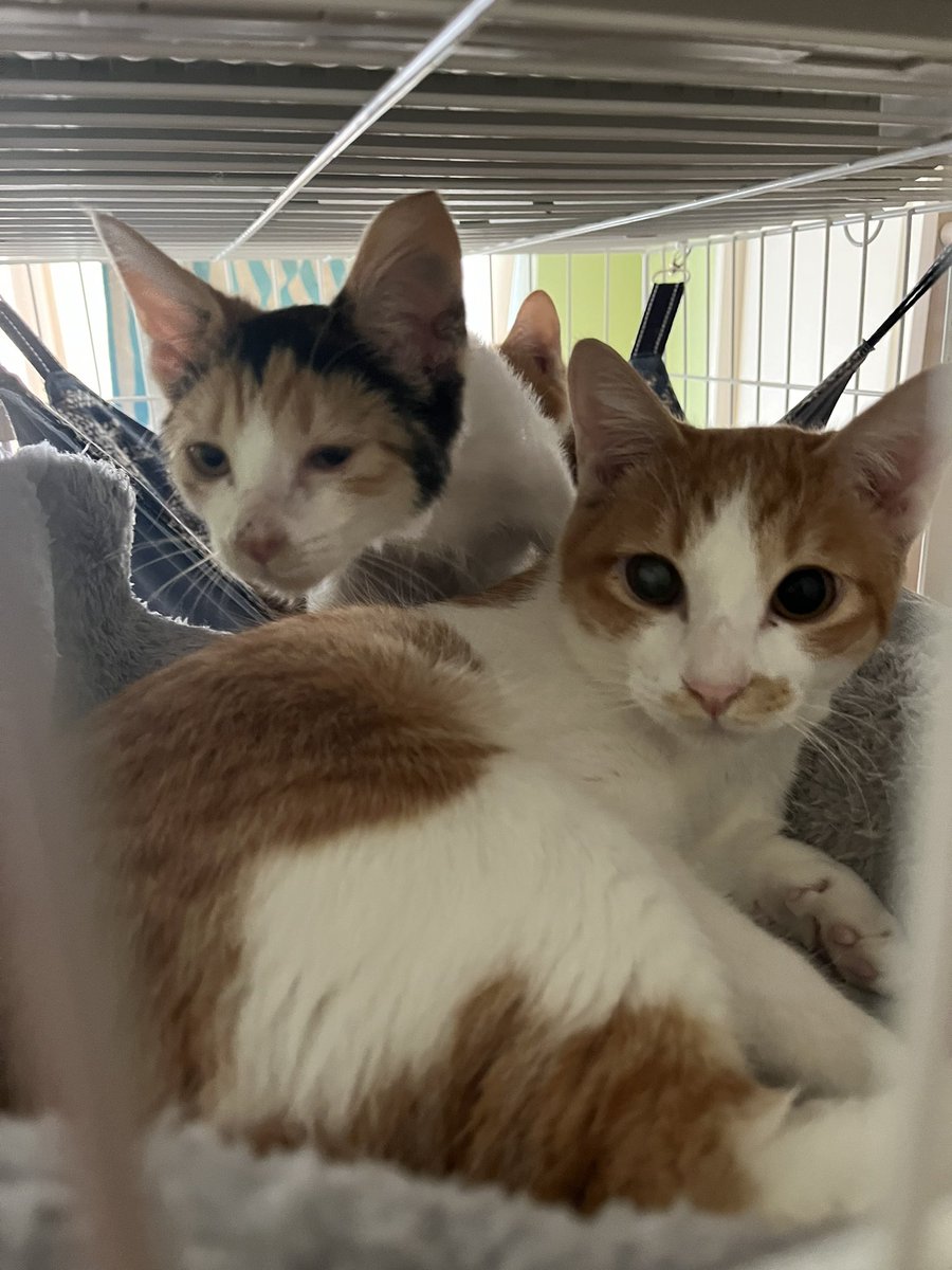 tamako811 (@tama24346) / Posts / X