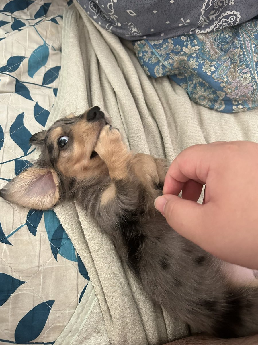 猫唐さぁん！半失踪中 tweet media