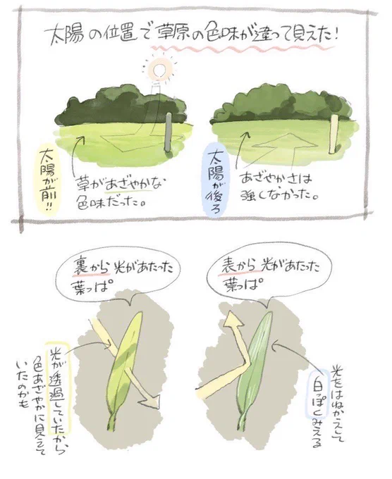 草原の色味の観察 