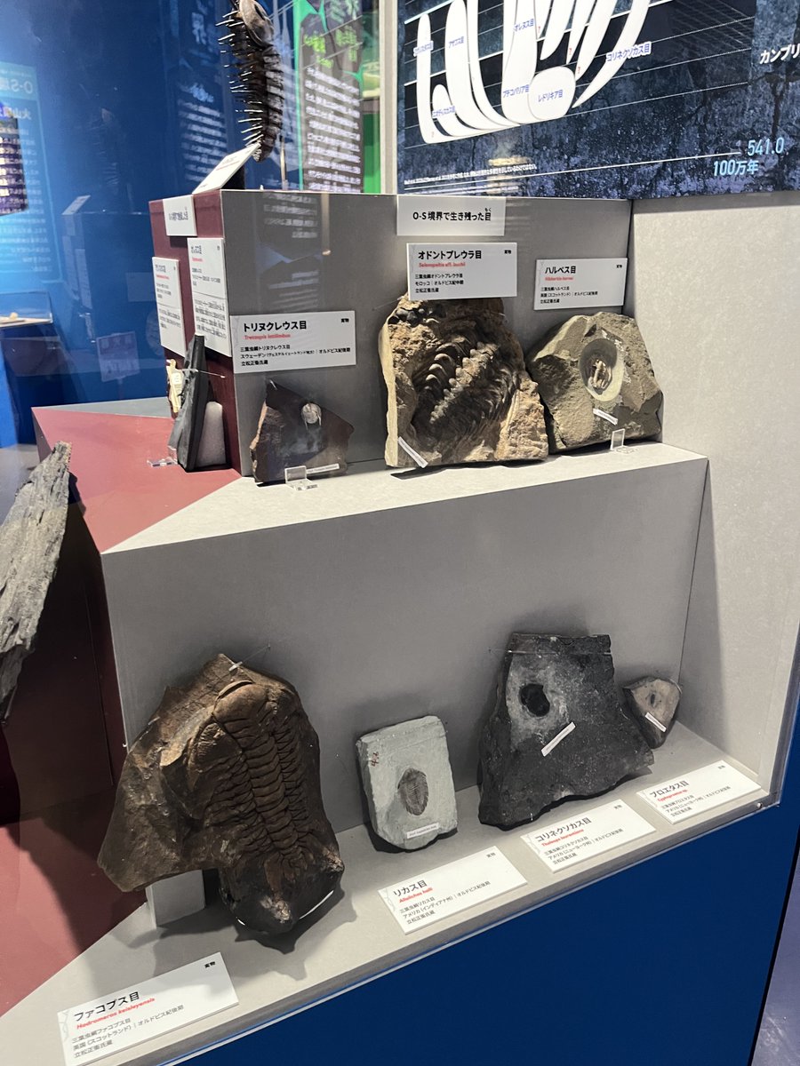 大絶滅展　ぬいぐるみ　セット（バラ売りは今のところごめんなさい） 大絶滅展 ぬいぐるみ セット（バラ売りは今のところごめんなさい）