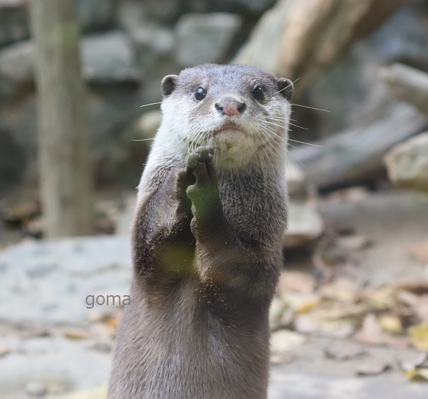 goma✨ (@otter_goma) / Posts / X