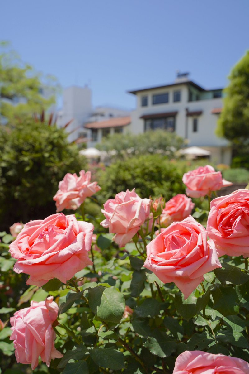 バラ #季節の花 ＼ 横浜市ではバラが「花と緑あふれる街」のシンボル