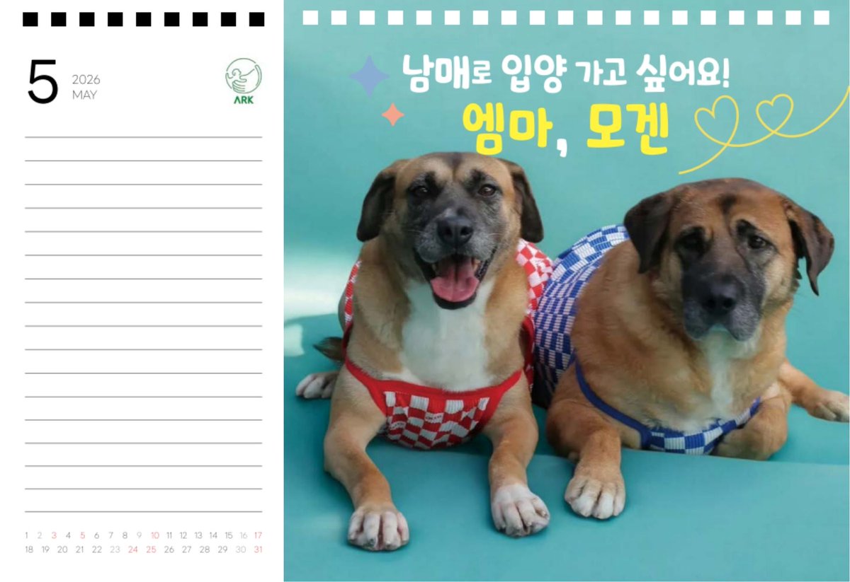 5월 모델은 함께 1년 넘게 임보처에서 가족을 기다리고 있는 엠마와 모겐이에요 ㅠㅠ

저 얼굴을 보세요. 올매나 착하고 순한지(맹한지) ☺️
많은 관심 부탁드립니다 . 
🚩 구매링크 : naver.me/xt4xbI3G