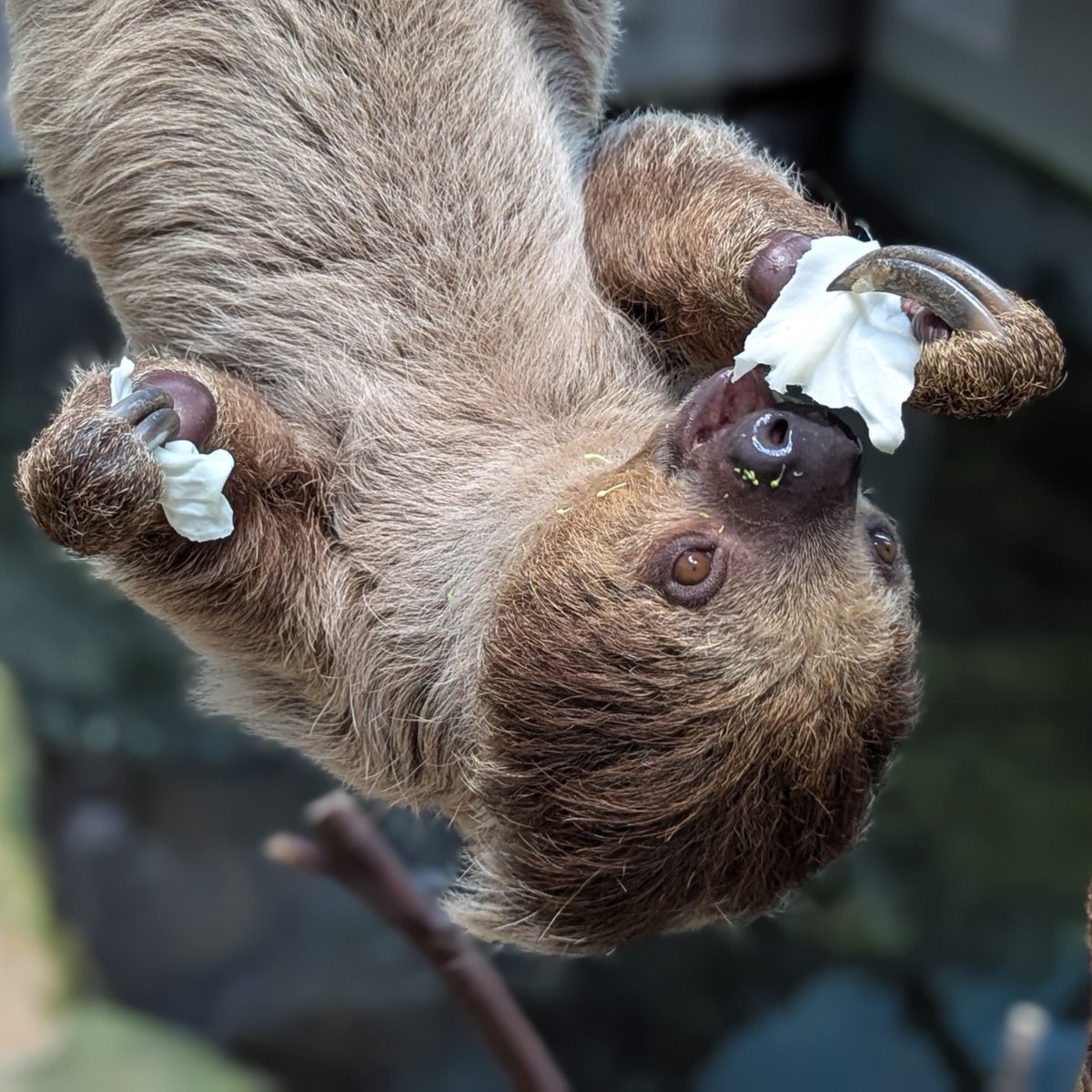 左も右もどっちも食べたい、
フタユビナマケモノのコロロ🍂

#いしかわ動物園
#フタユビナマケモノ
#ナマケモノ 
#コロロ
#南米
#南米の森
#LinnesTwotoedSloth