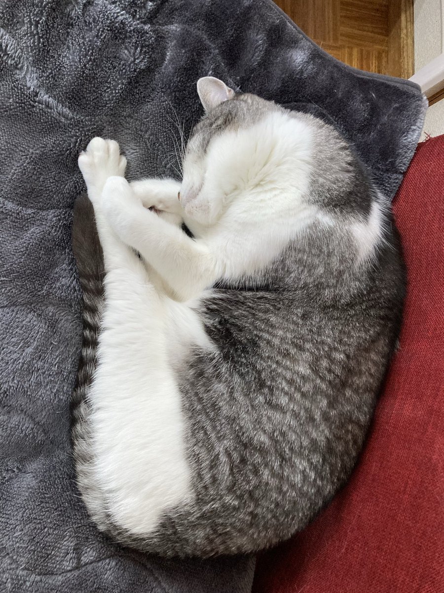 本日(11/12)FI5VEは定休日です。明日は、水月杏姫の「bar水月」18:30オープンです。宜しくお願い致します！