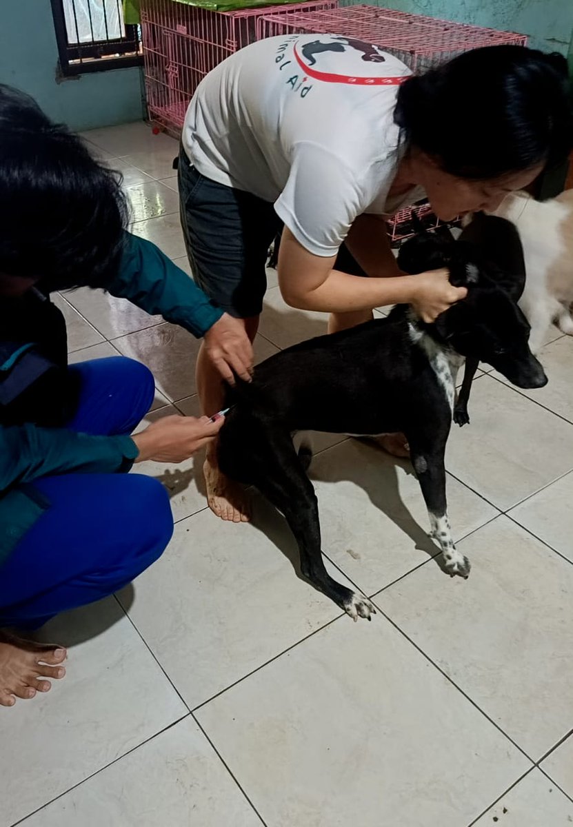 BaliAid's tweet photo. of dogs, it also prevents it spreading to  humans. 
To donate via Paypal: https://t.co/cxJJAfBewp
To donate via bank transfer: https://t.co/kOhod1Aveq where you can find bank transfer details 

Please share! 🙏🏻🐾❤ 
Thank you for your support 🙏🏻🙏🏻🙏🏻🐶🐾❤ https://t.co/TV8dMJ67Wr