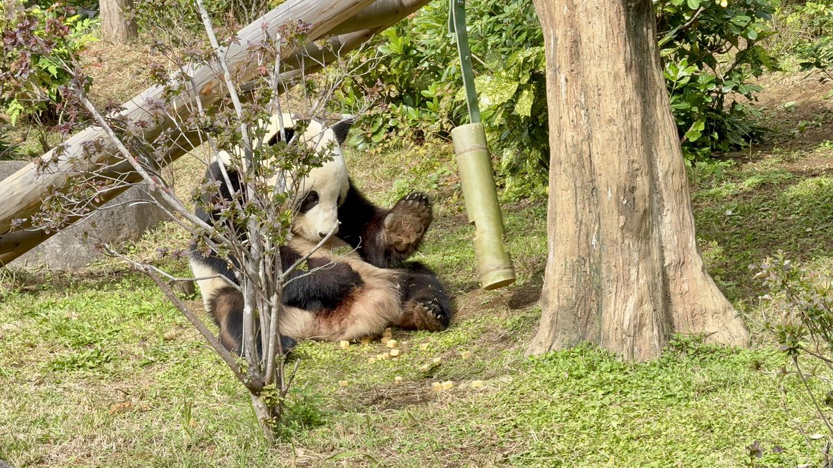 ゆかたん (@yu_ka7493) / Posts / X