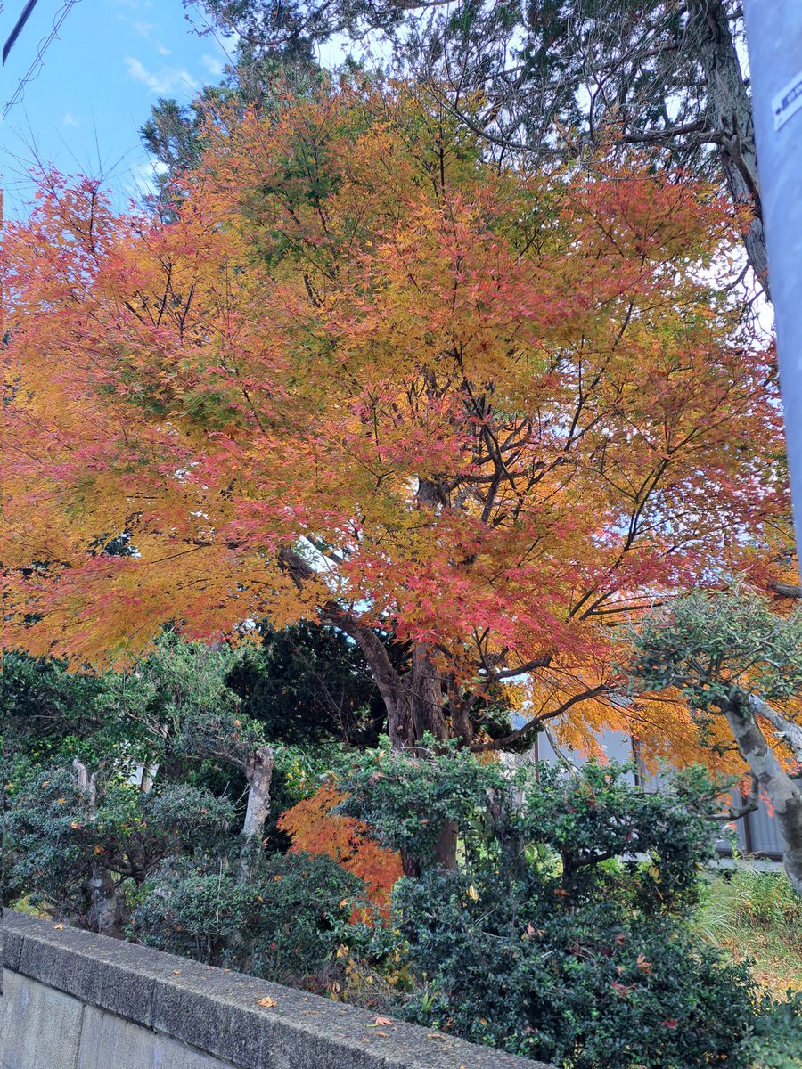 kenta33121's tweet photo. #山形県酒田市
#紅葉
散歩中 ご近所の紅葉を見ながら 🍁▪️▪️
きれいです🍁 https://t.co/aLAkC31y3j