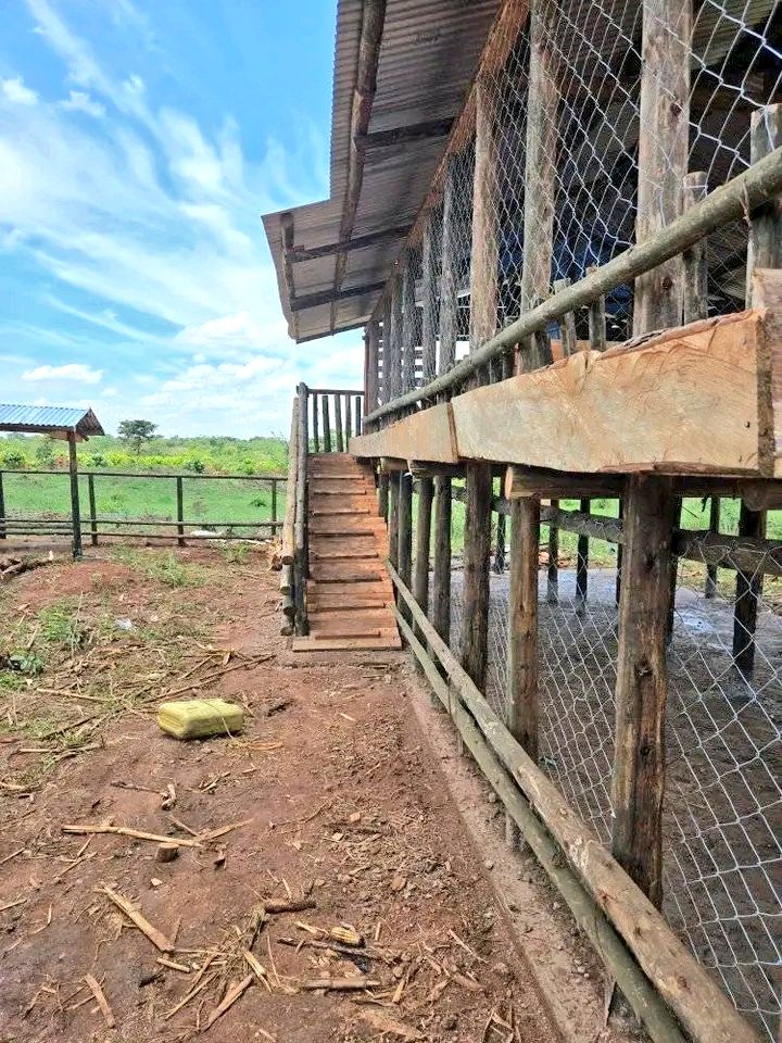 Low-cost goat house structure and well fenced farm. #GoatFarming