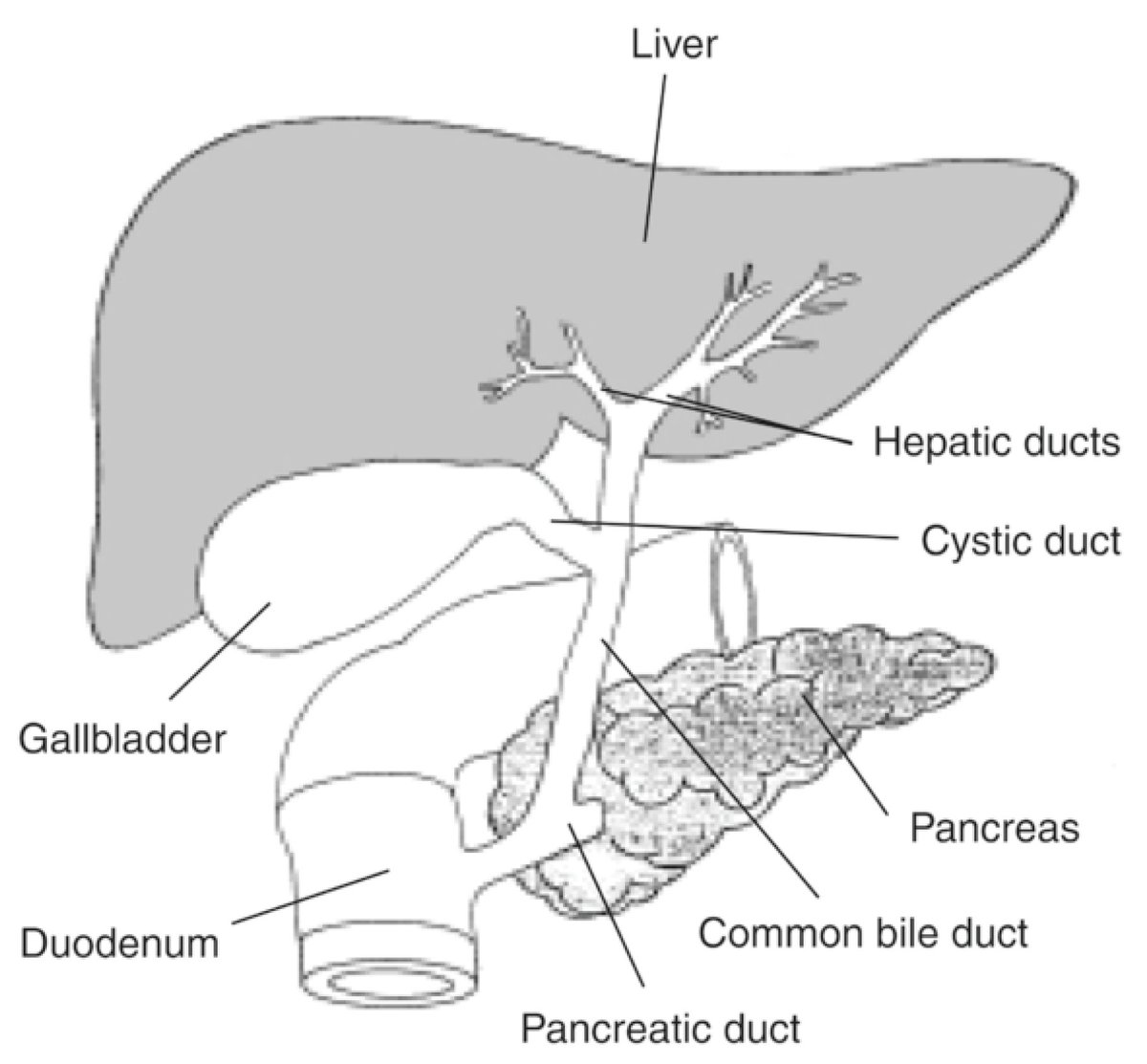 JDBMDPI's tweet image. 📢Fresh science alert!

✒️&quot;Recapitulating Liver Embryology—Lessons to Be Learned for Liver Diseases&quot; by Dr.  Rui Caetano Oliveira, et al.

🔗brnw.ch/21wXpct

#DevBio #embryology #LiverDevelopment #Hepatology #Histology