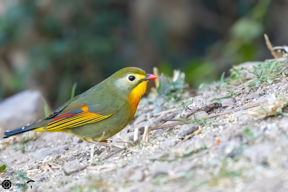 For #IndiAves theme #TributeToSalimAli

The Red-billed Leiothrix (Leiothrix lutea)

#canonphotography  @natgeoindia #BBCWildlifePOTD #birds #birding #birdwatching #TwitterNatureCommunity