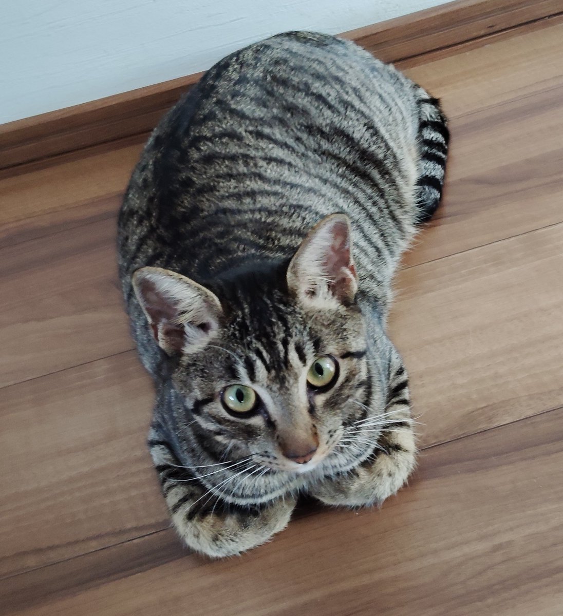 ginsantamanashi's tweet image. ①お久しぶりです。高熱でプチ都会の病院に入院してます🏥皮膚を切り取る検査・骨髄を取る検査・CTﾅﾄﾞﾅﾄﾞ…色々やり検査結果が出るまで１週間かかるということで、２０日間ほど９℃近い熱出してました。病名は
【悪性リンパ腫（血液のガン）】でした
……続く…
#お誕生月 #キジトラ #保護ねこ