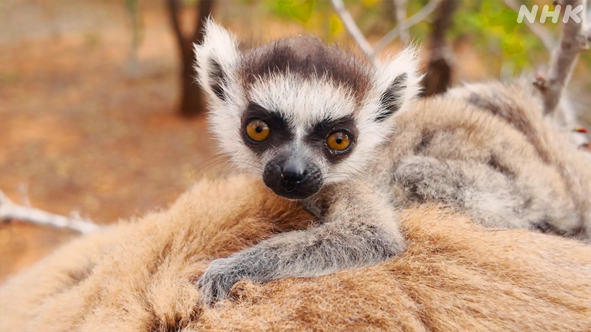 ダーウィンが来た)