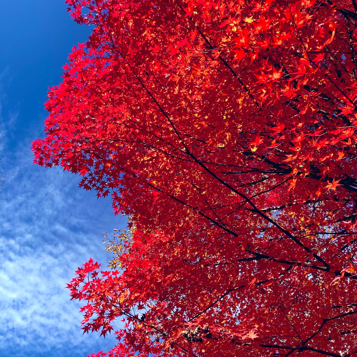 ランチタイム🍽️
この季節になると毎食飲むけど
出先で美味しいスープに出会うと元気が出る気がします💪🏻✨
天気も良いし紅葉も綺麗🍁
#カフェ #ランチ