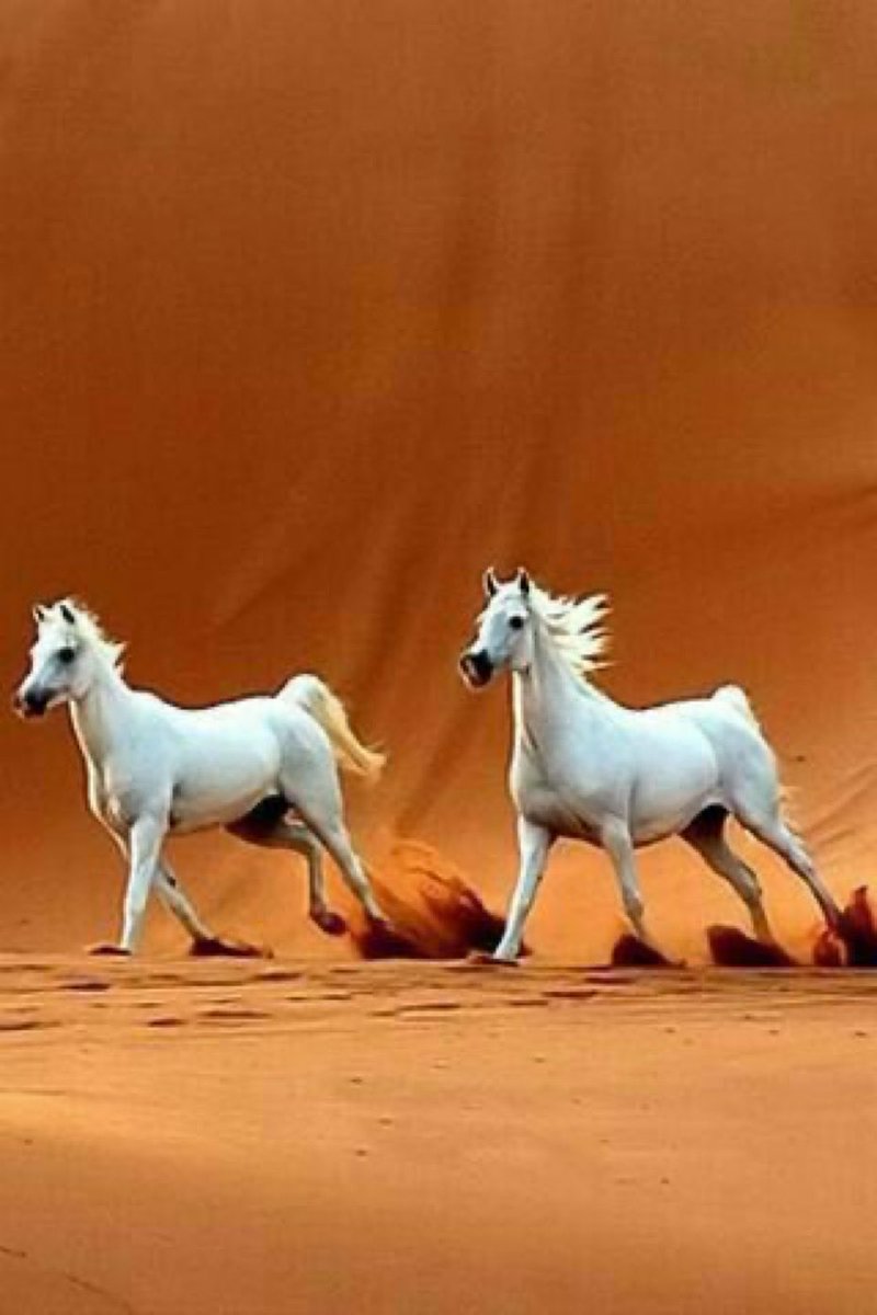 MohamedAl_Adawi's tweet photo. خاطرة 
………..

لنُبْحِرَ فِي رَسَائِلِنَا طَوِيلًا
وَنُرْسِي فِي مَوَانِئِهَا سَفِينَا

لنَرْسُمَ أَحْرُفًا كُتِبَتْ لِتَبْقَى
لِيَذْكُرَهَا الزَّمَانُ إِذَا نُسِينَا..💥 https://t.co/t5BIOUv2oD