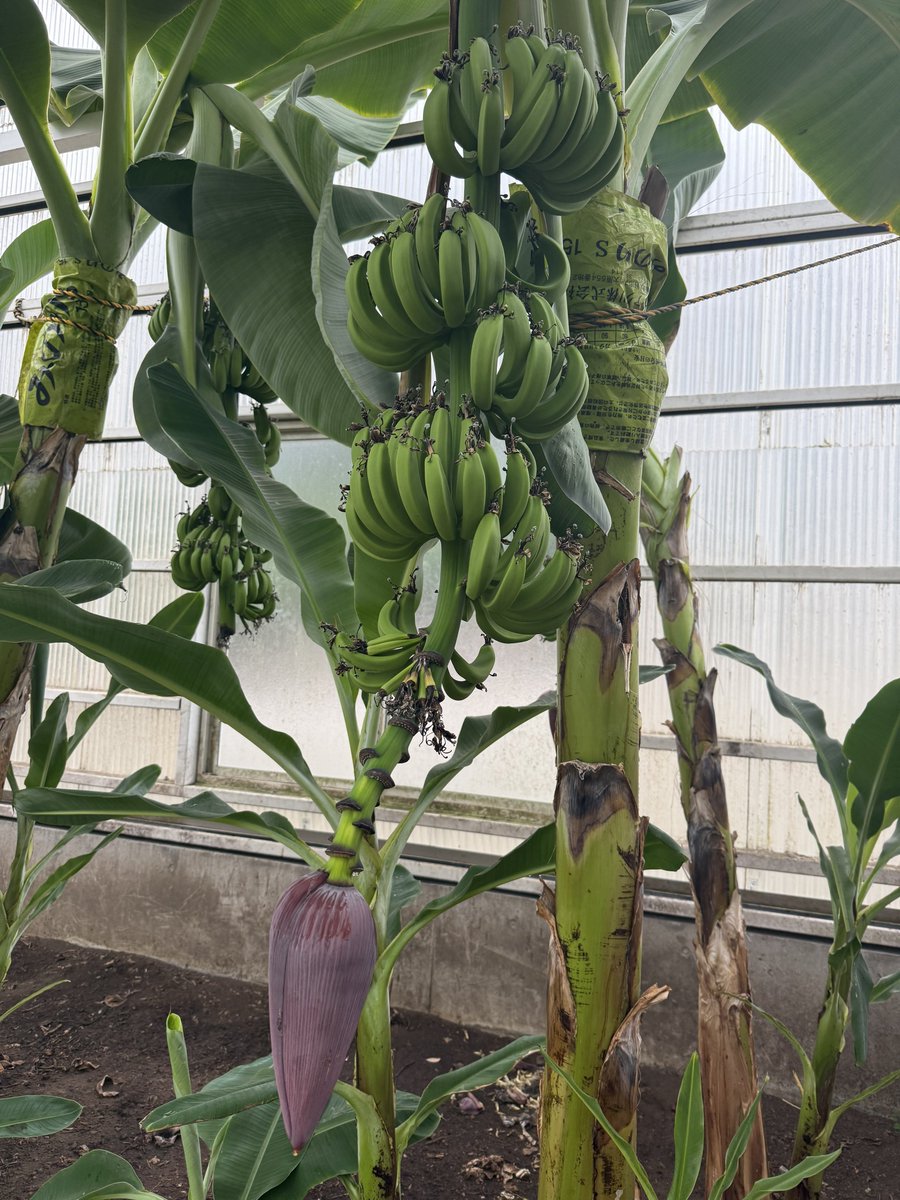 Michael Grönert tweet media