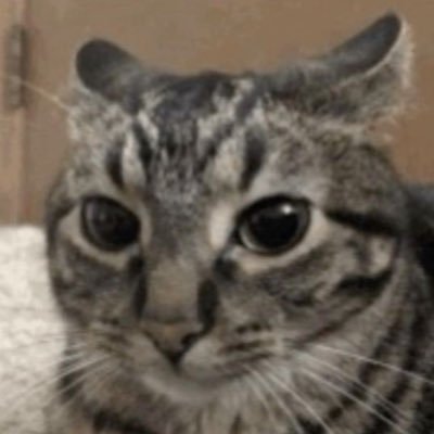 livereaction12's tweet photo. Helo is my birthday

Ola toy de cumpleaño

I have nothing to post, so you get this cat https://t.co/Utrm0lH8v5
