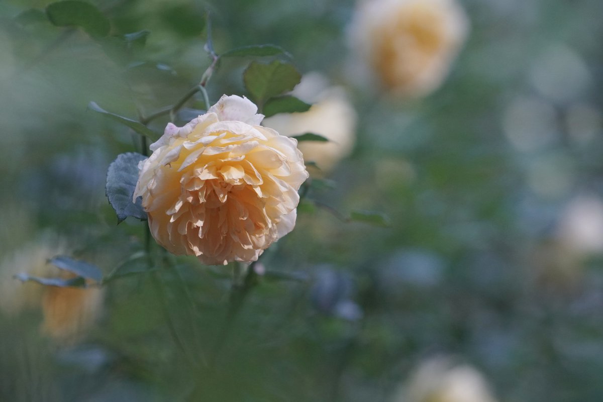 花ページ MJ・Five-BC-FUYUZAKURA WSE'22/E | Deviser ｜株式会社ディバイザー