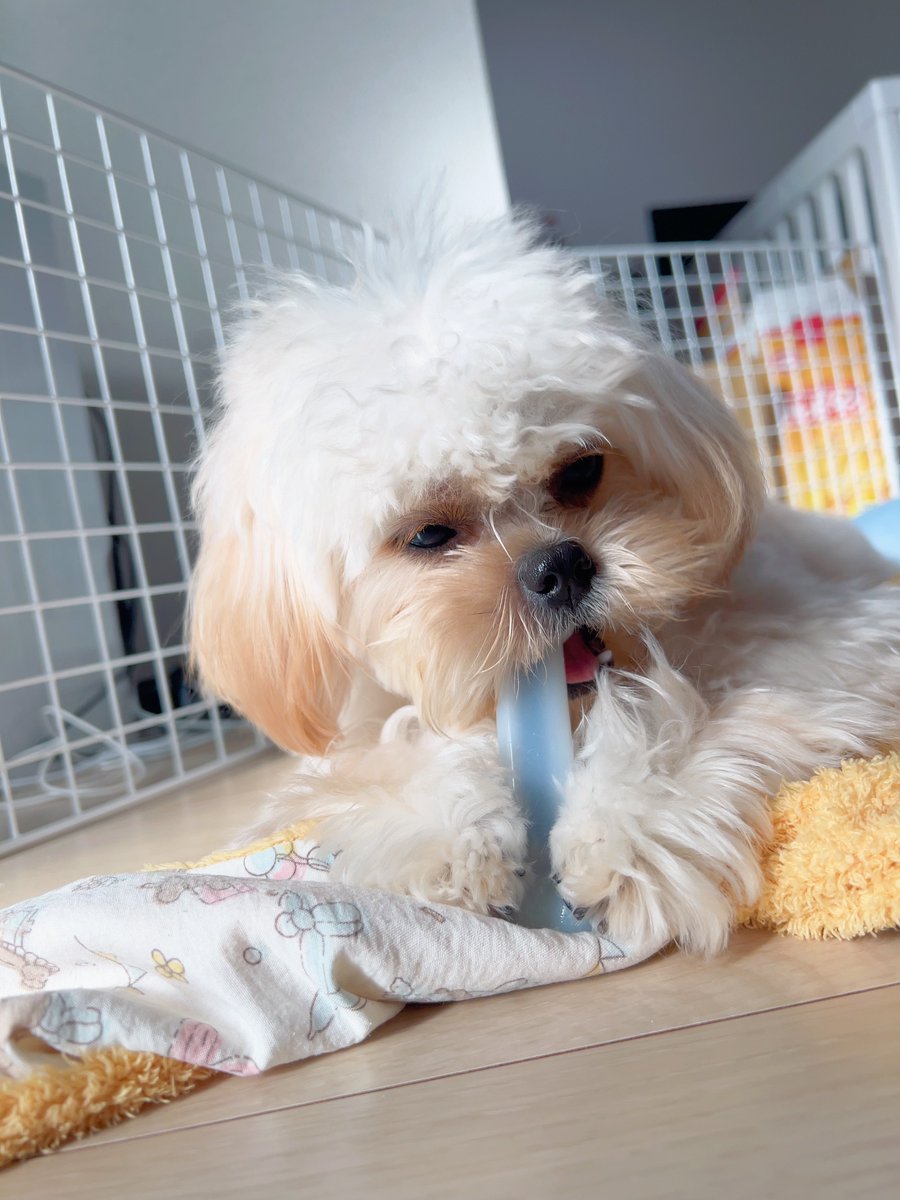 アンニュイないぬ

 #犬のいる暮らし  #犬好きさんと繋がりたい