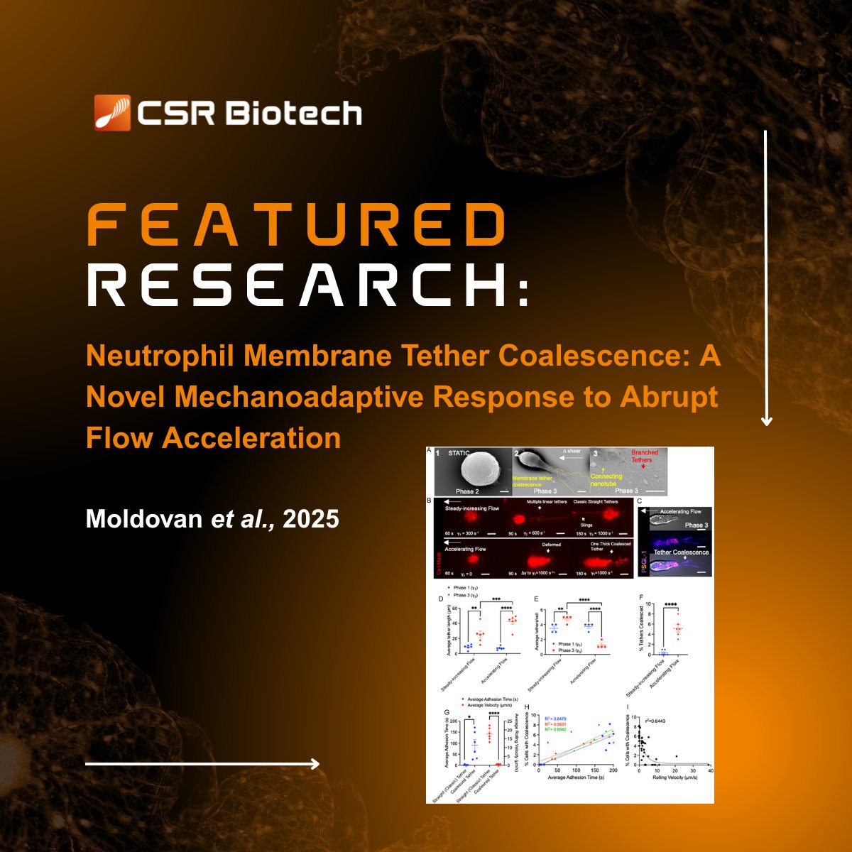 CSRBiotech's tweet image. Research team at the @Sydney_Uni visualised how membrane tethers merge into thicker anchors, reinforcing adhesion while the original contact points remain fixed, using our MI-SIM in TIRF-SIM mode. @QianPeterSu 
Read more about the research 👇
advanced.onlinelibrary.wiley.com/doi/10.1002/an… 
#neutrophils