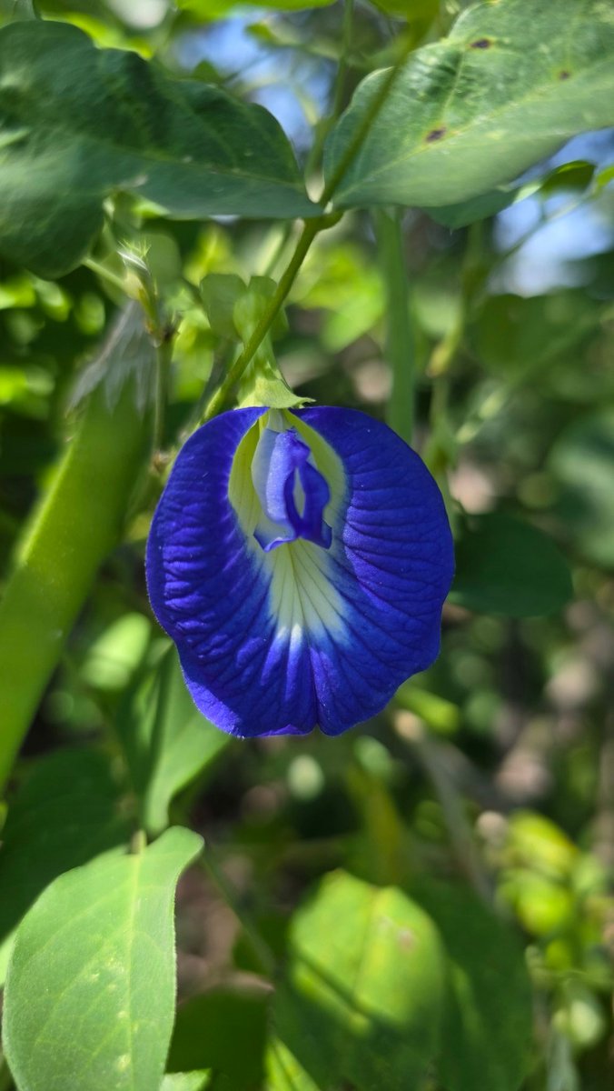 A delicate bloom, a gentle hue,
A deeper shade of sky so blue.
From humble stem, a treasure grows,
A magic in its color shows.
This flower's gift, a dye so bright,
Of nature's art,
#theme_pic_India_flowers 
#Clitoria_ternatea
#blue
#my_click