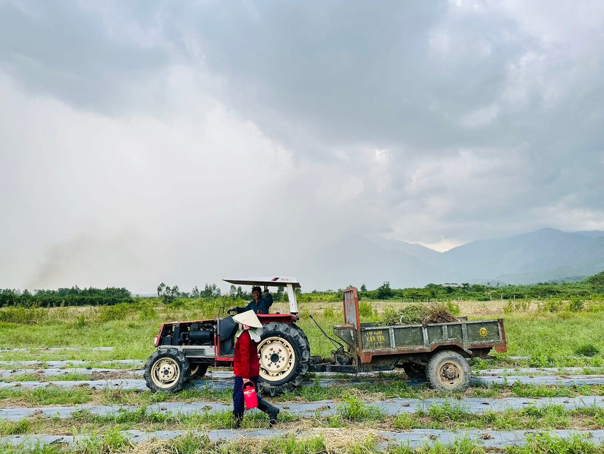 Sáng sớm ở Ninh Thượng, trời trong veo sau cơn mưa đêm. Mây còn lững thững trên đỉnh núi, sương đọng thành giọt trên từng tán lá cà gai leo, long lanh như những hạt ngọc của đất trời. Không gian tĩnh lặng, chỉ có tiếng gà gáy, tiếng gió lùa qua đồi và tiếng