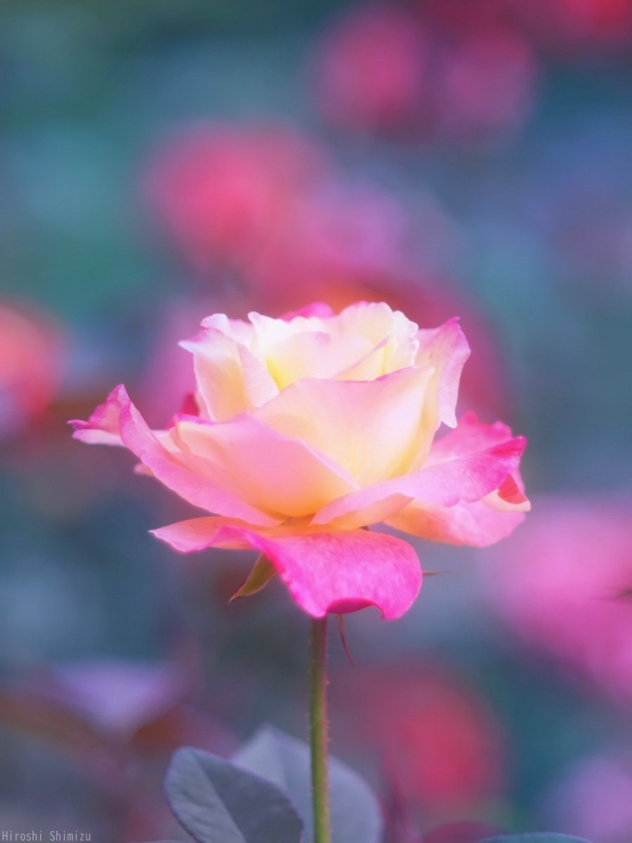 バラ 品種アブラカタブラ
魔法のように咲き進むと
色が変化してゆく
この花はクリーム色から
ピンクに変わる
呪文が掛かっているみたいだった