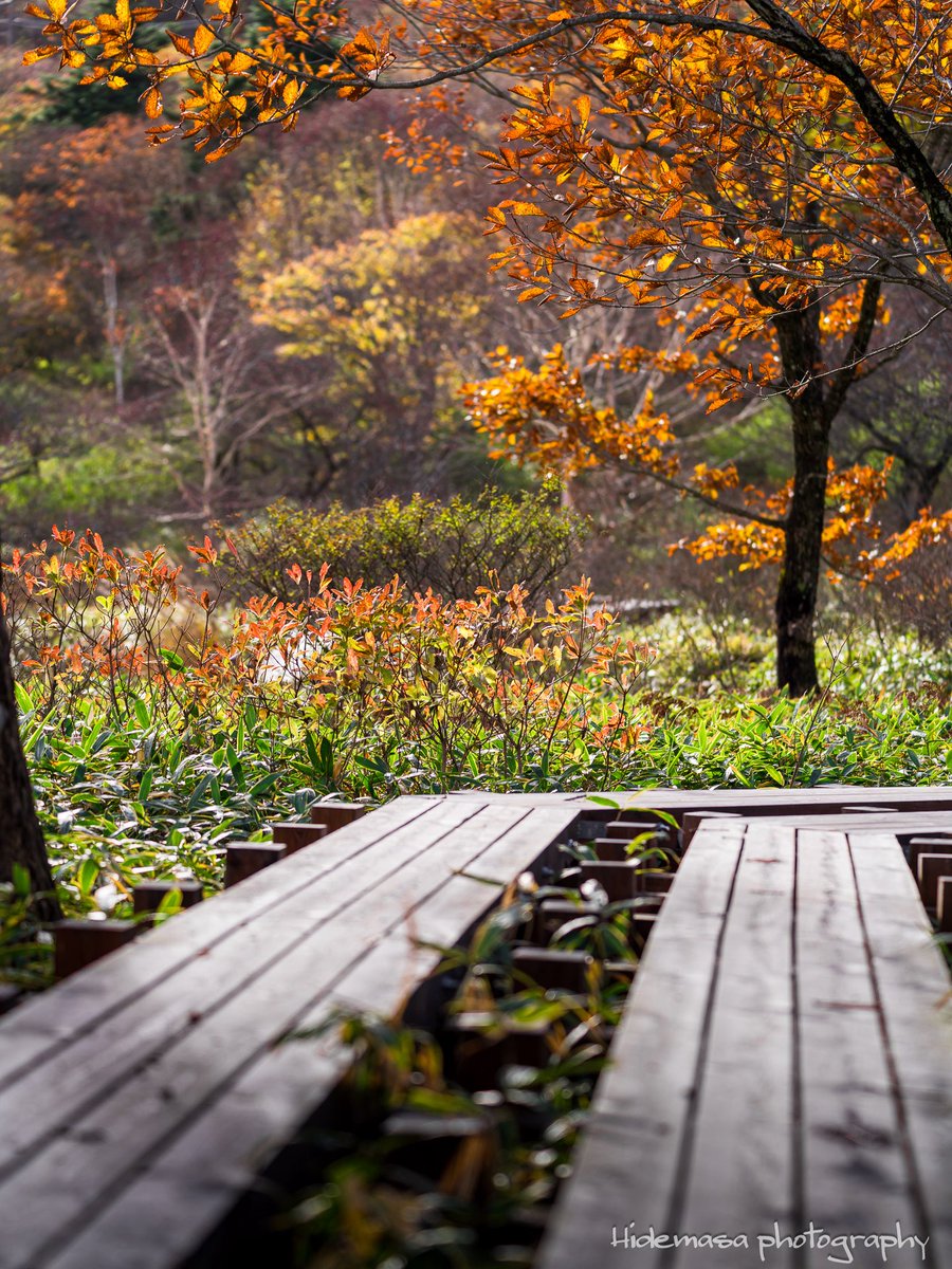 Hi_DesignFocus's tweet image. 覚満淵の紅葉

[2025.11.1]

#赤城山 
#覚満淵 
#紅葉 🍁
#ぐんま応援びと
#ぐんまの風景