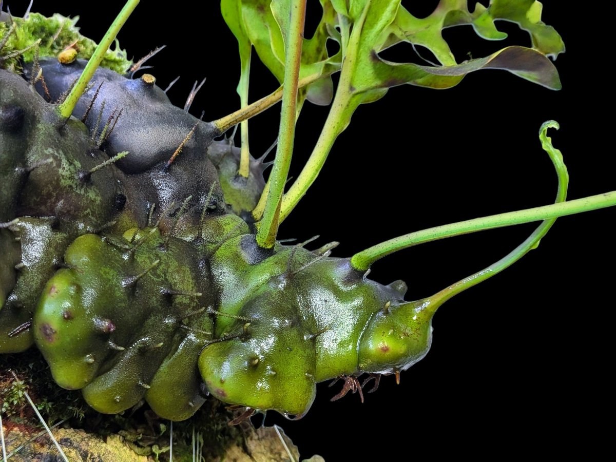 まさまる アリ植物 アリ植物