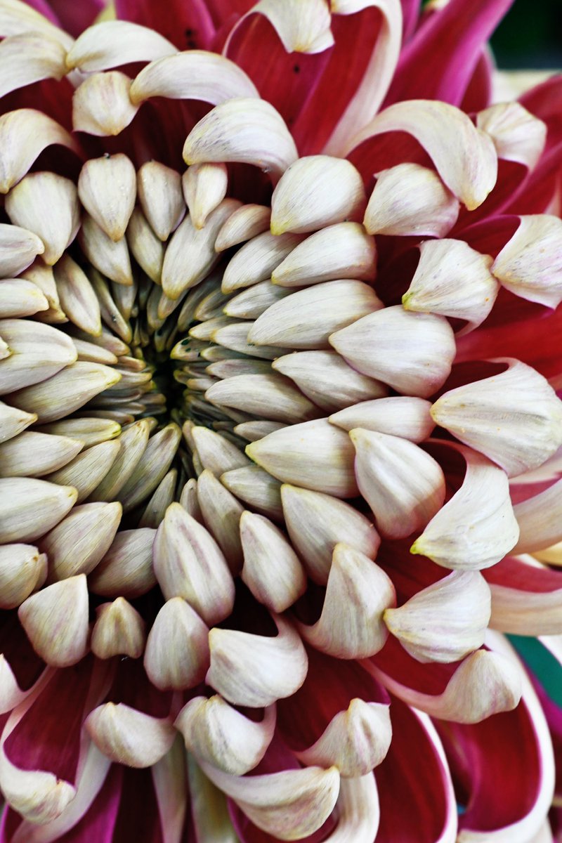 ❤️キクさま❤️ かつての戦友 -真天地開闢集団-ジグザグの皆さんと #SKSZIGZAG