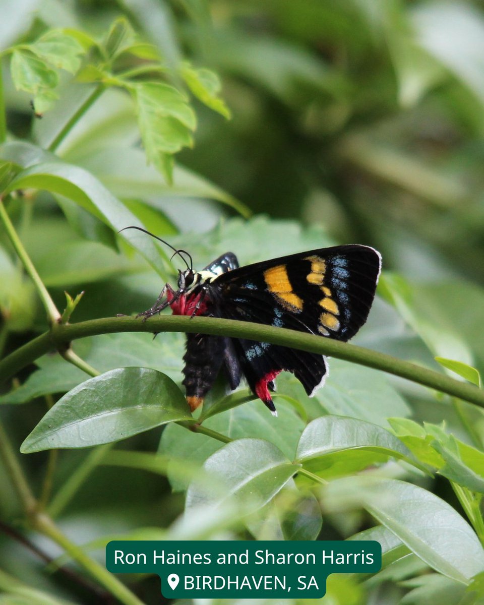 Wildlife Land Trust tweet media