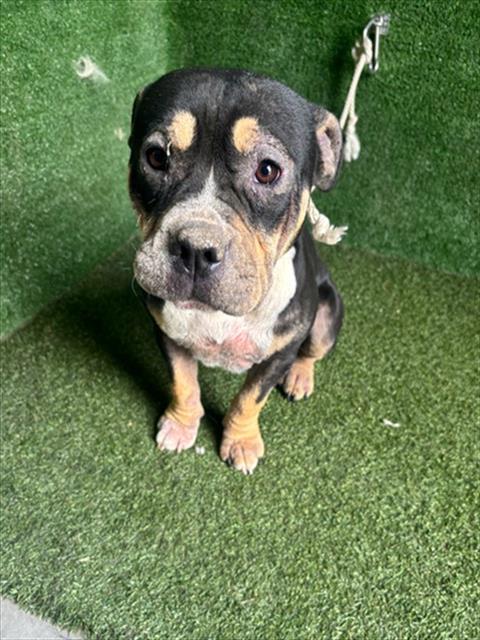 #A5707047
Spayed female, black and brown Pit Bull Terrier
3 years old.
PetHarbor.com/pet.asp?uaid=L…