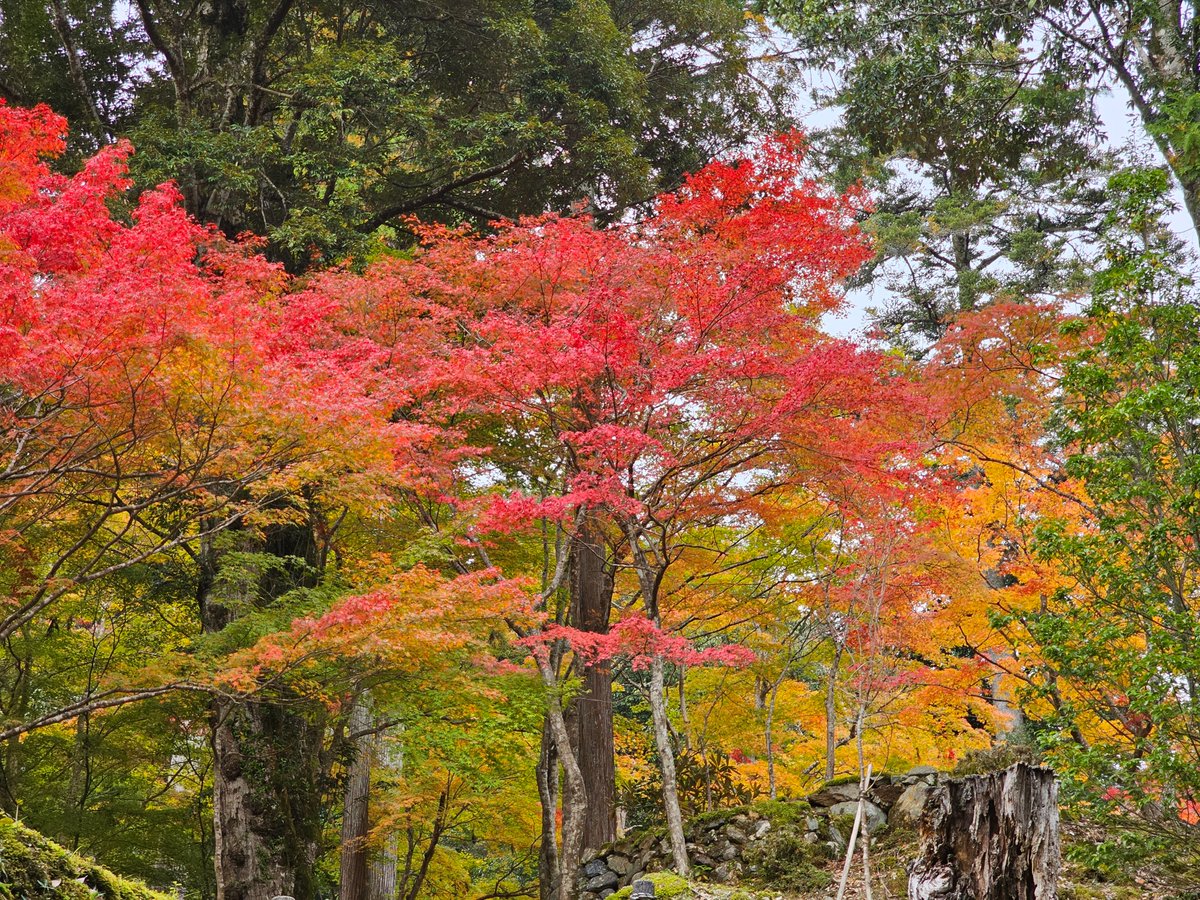 YamagamiShingo's tweet image. 京都•高雄山の神護寺訪問。
山あいの名刹は、🍁見頃を迎えていました。