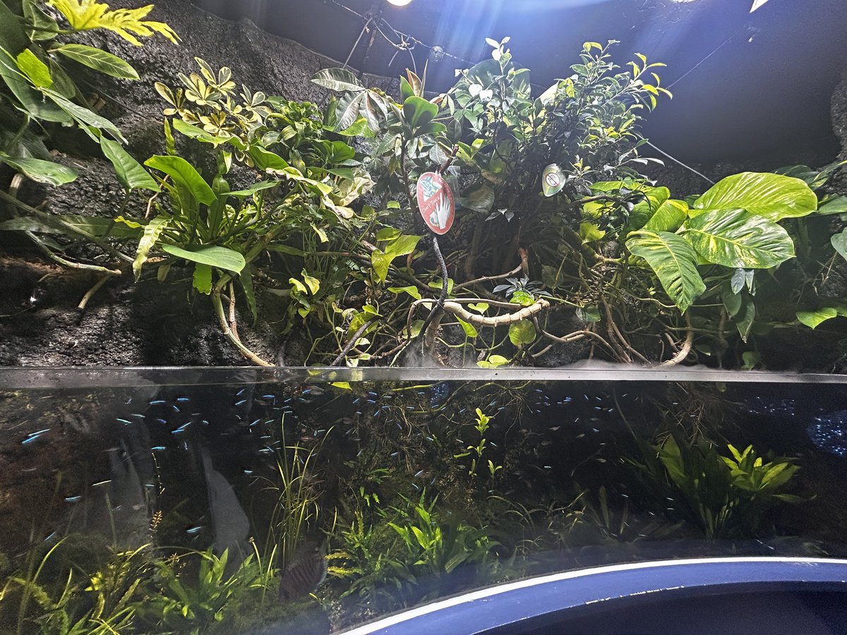 chackisyameron's tweet photo. まるまるみちみちのかわい子ちゃんいたから残しておこう
#サケのふるさと千歳水族館 https://t.co/KKHN1uc0q6